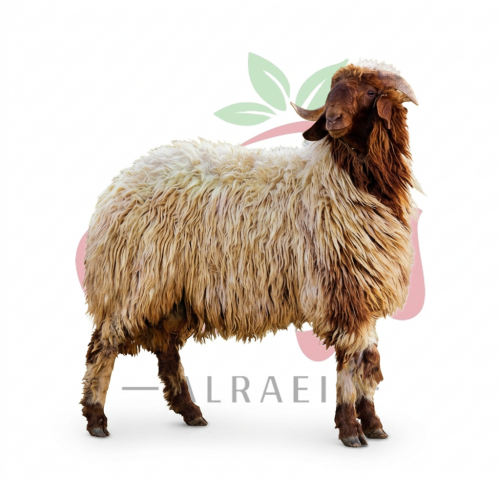 أضحية عيد الأضحى - الراعي