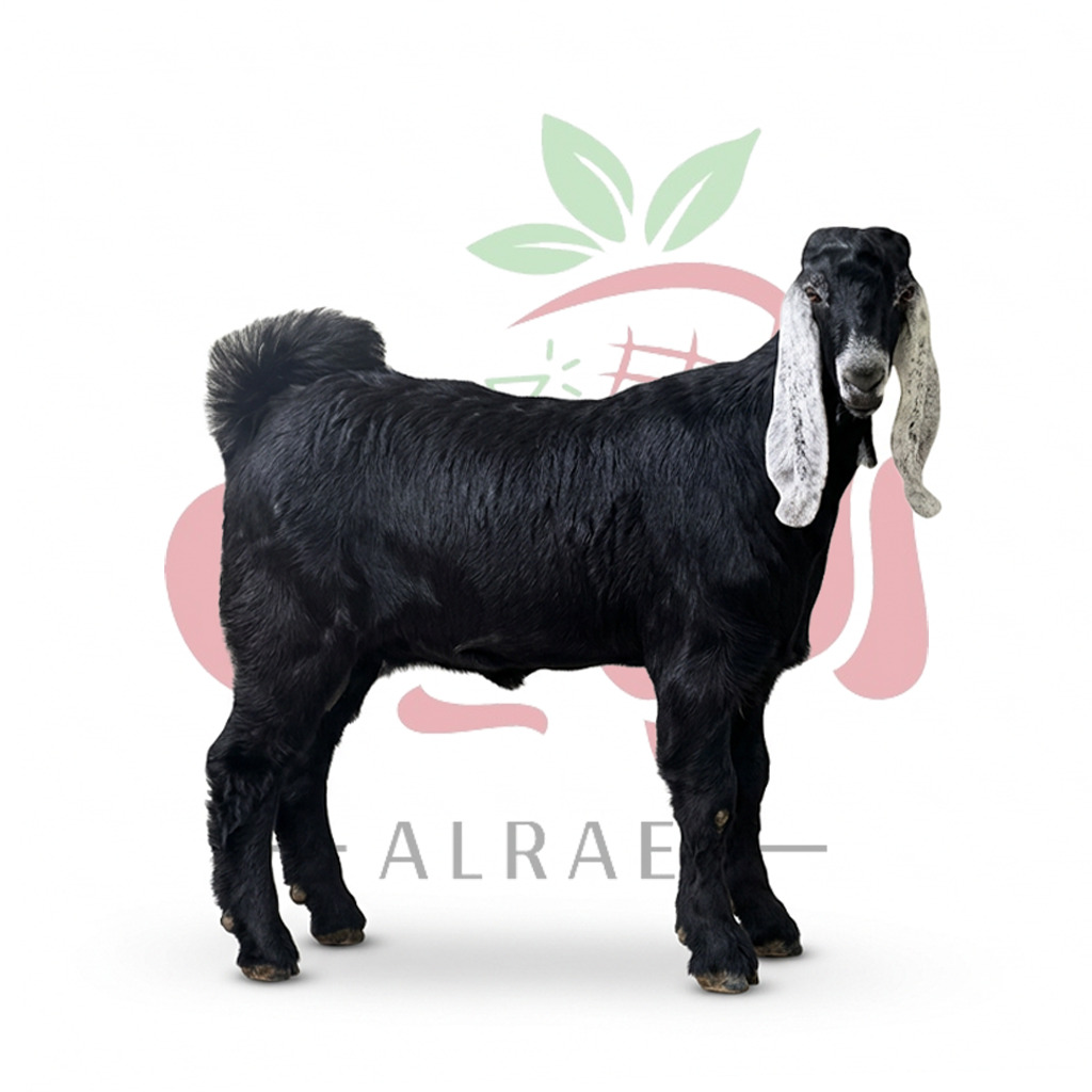 توصيل ذبايح العقيلة